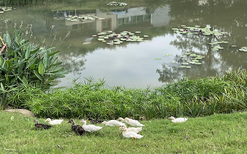 Q 如何提高绿化养护效率 Q 如何提高绿化养护效率